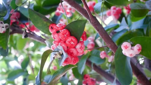 fruit in the forest