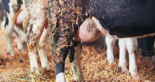 Cattle Feeding Systems