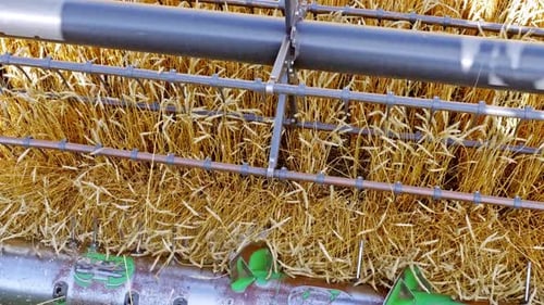 Combine harvester gathers golden wheat crop on farm under a cloudy sky