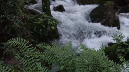 Auf einem Fluss fließendes Wasser mit Farnen und Pflanzen in Zeitlupe, Weitwinkelaufnahme.