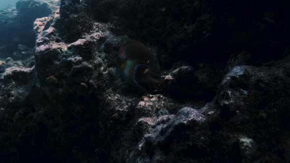 Colorful fish eating algae off a rock inside a coral reef, Nature Stock ...