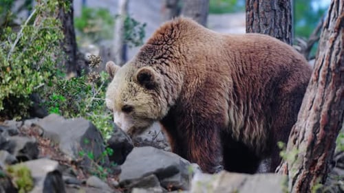Amazing shot of a wild brown bear in the forest looking for food