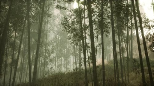 Asian Bamboo Forest with Morning Sunlight