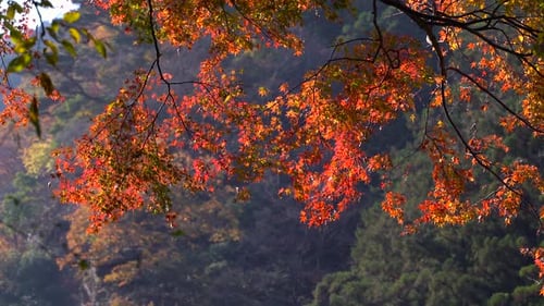 Slow pan across bright red Japanese maple leaf tree during fall colors - close up