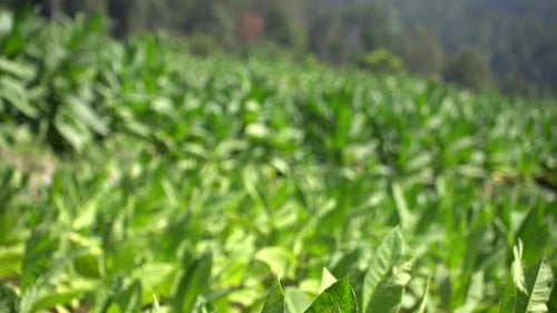 Tobacco Plantation on the Slopes of Mount Sindoro, Indonesia.