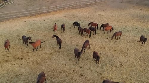 Vue aérienne d'un groupe de chevaux paissant paisiblement dans un pâturage clôturé La scène capture la campagne