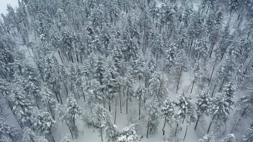 Beautiful snow scene forest in winter. Flying over of pine trees covered with snow.