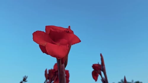 Canna indica — Rote Blüte, die zum Himmel reicht