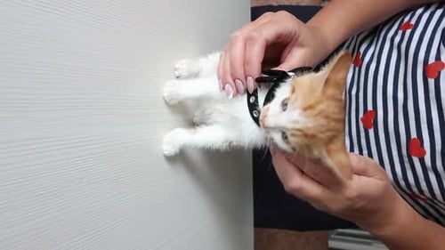 Une femme passe en revue un collier pour chat. Col noir avec nœud et galets. À essayer sur un chaton roux