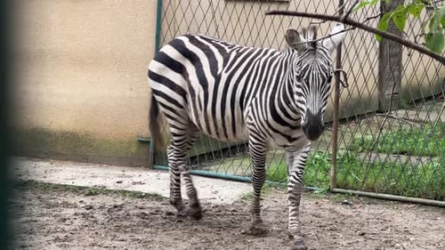 Exciting Zebra Encounters at the Local Zoo During Afternoon Visits