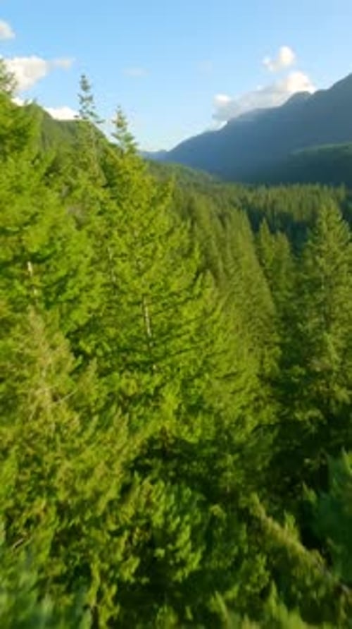 Maneuverable Flight Over Mountain Slope Covered with Forest By FPV Drone