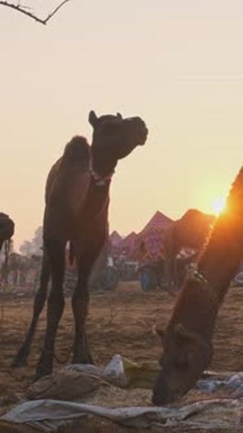 Des chameaux au festival de la foire aux chameaux de Pushkar Mela sur le terrain en train de manger au lever du soleil Pushkar, Rajasthan, Inde