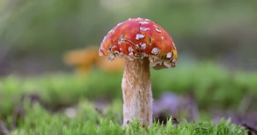 Fly agaric Mushroom In a forest.