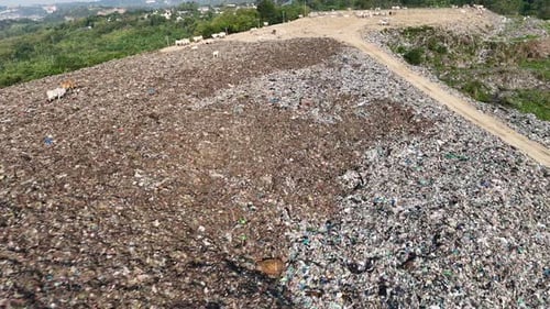Landfill Aerial View with Cows and Trash Mountain