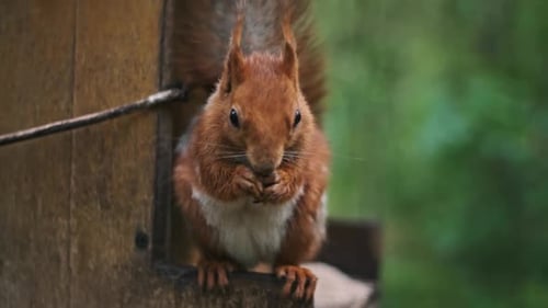 Curious Red Squirrel Eats Nuts in Forest