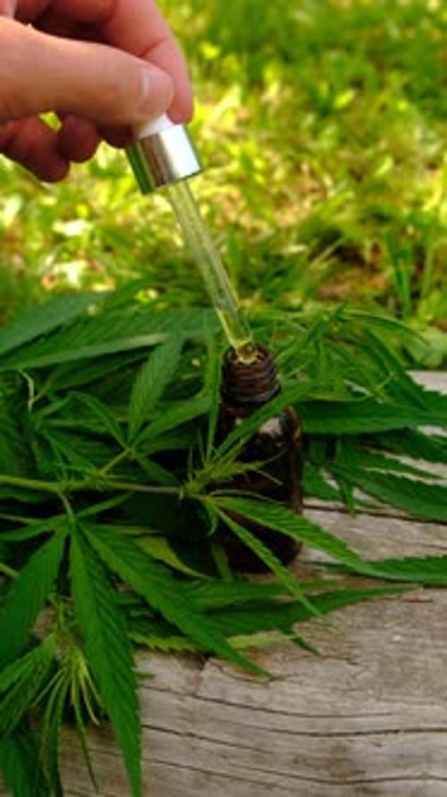 Suplementos de cannabis e foco seletivo em homeopatia