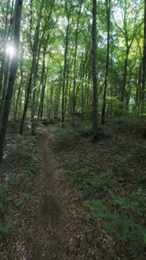 La lumière du soleil filtre à travers les arbres à La Fageda d'en Jorda