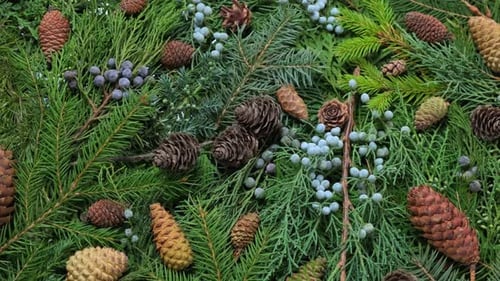 Rotating Christmas Background with Pine, Fir and Juniper Branches