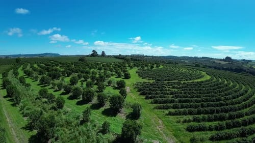 Plantagenfeld in ländlicher Landschaft in ländlicher Szenenlandschaft.