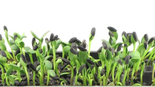 Time lapse of germinating sunflower seeds