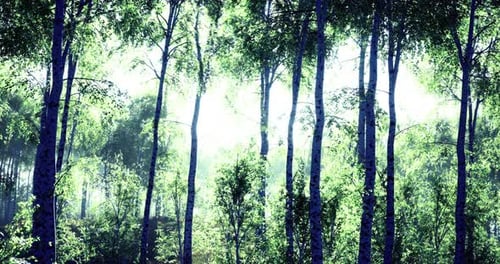 Lush Green Forest Awakening Under Soft Morning Light in Serene Nature