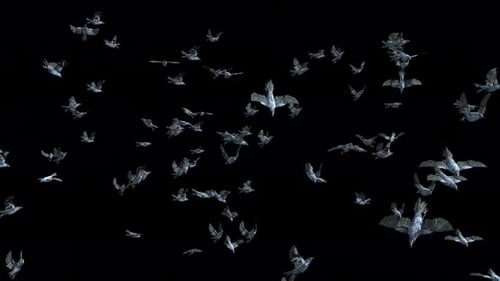Flock of Realistic Black Birds Flying on Alpha Channel