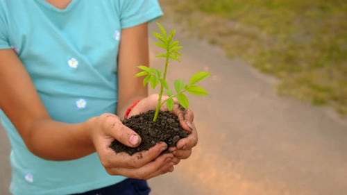 Child Holding Young Plant with Soil in Hands
