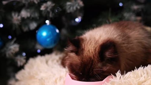 Cute Brown Cat Eats Food near Christmas Tree