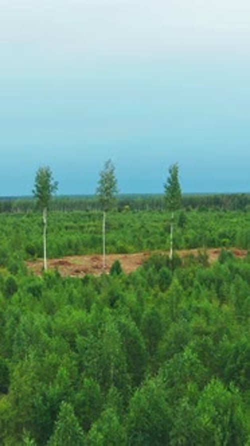 Elevated View Green Forest Deforestation