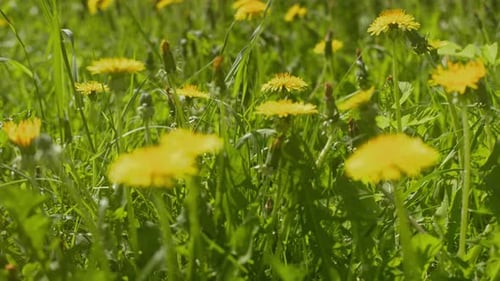 Dandelion Field in Summer Sunlight