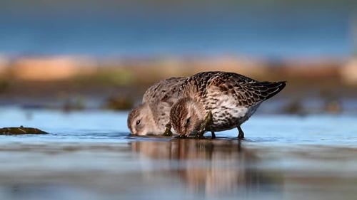 Shorebirds Feeding in Shallow Water on Sunny Day