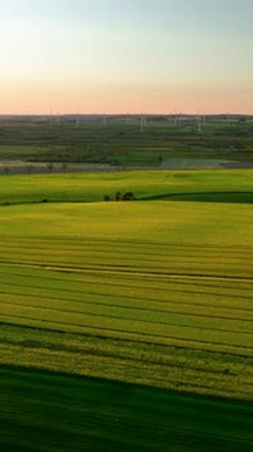 Vertical Aerial View Of Wind Turbines And Rapeseed Fields At Sunset
