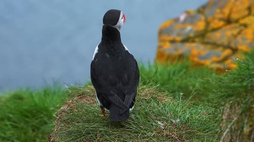 View of the Atlantic Puffin Common Birds Found in Iceland