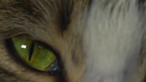 Mesmerizing Macro View of Cat's Piercing Green Eye