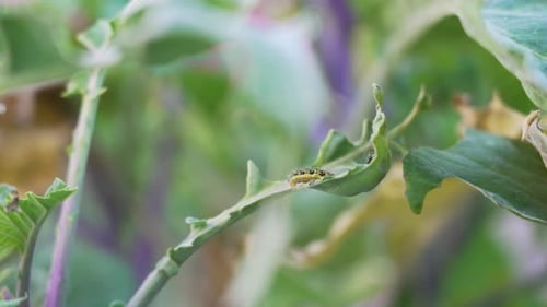 Close up on a single large white larvae also called as cabbage white caterpillar (pieris-brassicae)