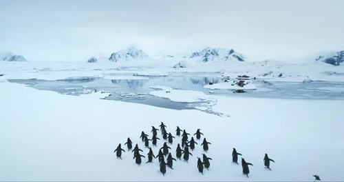 Gentoo Penguins Group Walking Snow in Antarctica