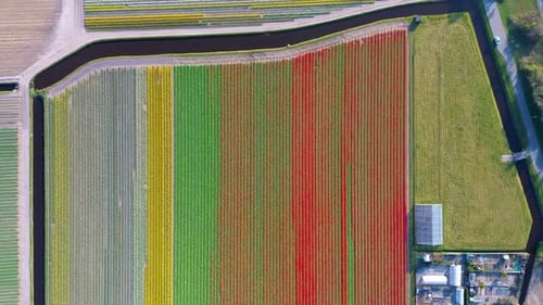 Aerial view of vibrant tulip fields in full bloom, displaying colorful rows of flowers landscape