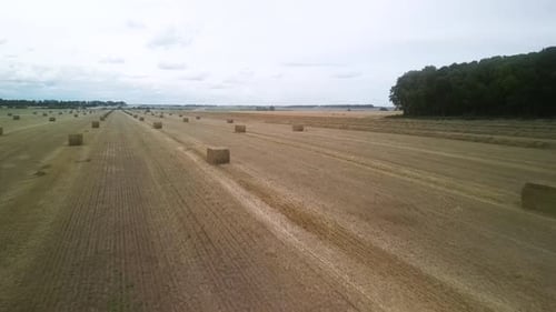 Yellow field with harvested wheat and hay bales. Aerial view of the field with square bales