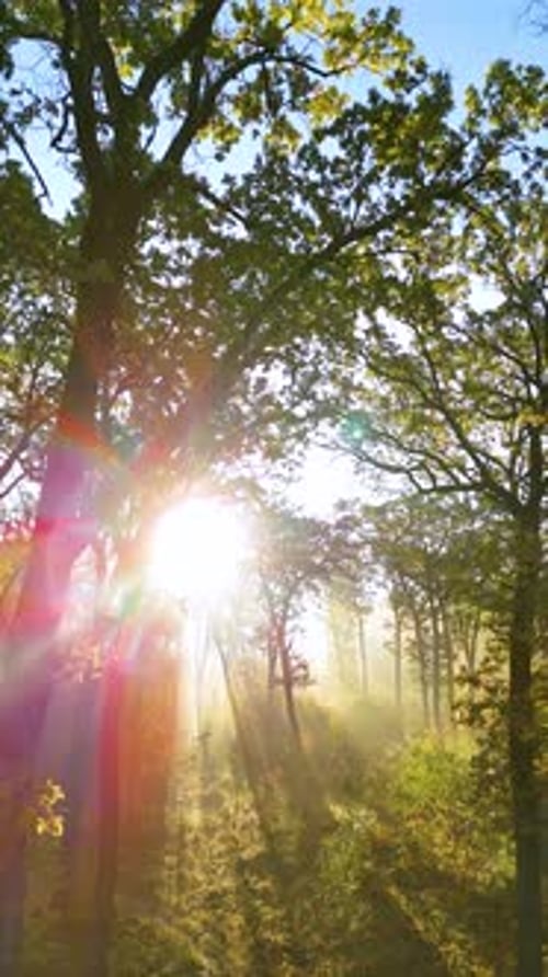 Vertikale Luftaufnahme. Wunderschöner Herbstmorgen im Regenwald.