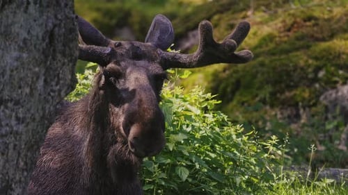 wild bull moose (Alces alces) with big horns staring directly on the field
