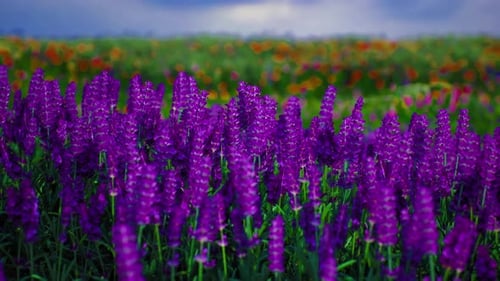 Vibrant Purple Flowers Fill a Field Under a Cloudy Sky in Springtime