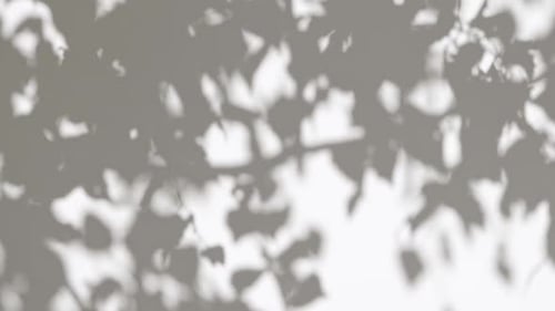 Abstract Gray Silhouette of Tree Branch White Wall Background Transparent Blur Shade of Tropical