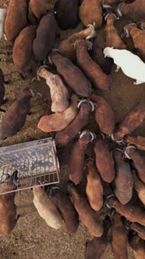Aerial View of a Herd of Sheep Gathered Around Feeding Troughs on a Farm Various Shades of Brown