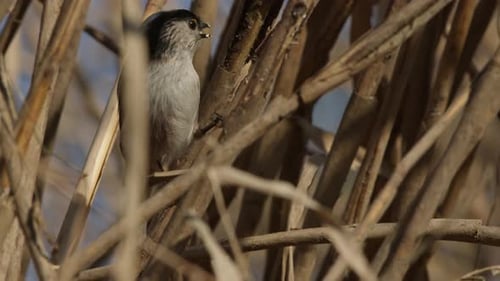 Small Gray Bird Perched on Reeds