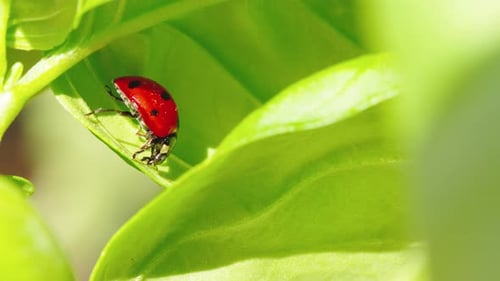 Ladybug in the Green Grass in the Forest