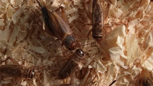 Crickets Crawling on Wood Shavings Close Up