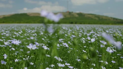 Weites Feld blauer Wildblumen verschwimmen im Vordergrund mit Hügel