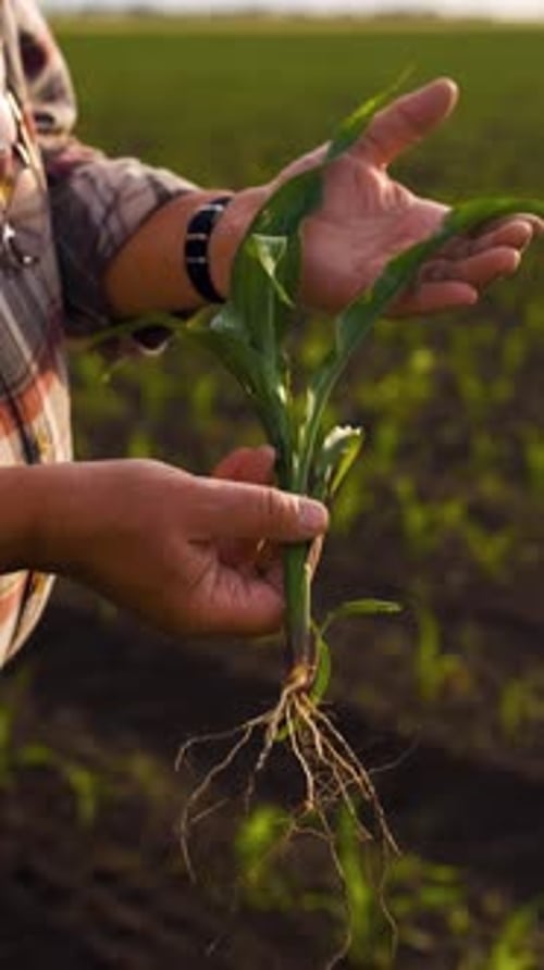 Close up of farmers hands examining corn crop in his hands at field.