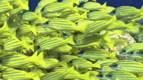 dense school of bluestripe snapper on top of coral reef all looking in same direction, close-up shot