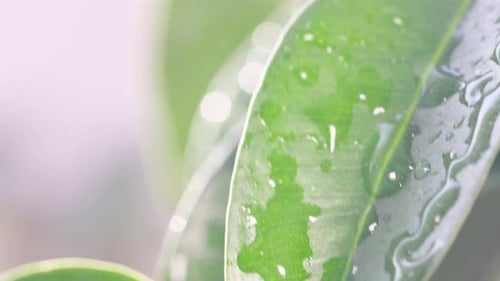 Light Summer Rain Slowly Falls and Splashes on the Green Leaves Raindrops Fall at Sunset